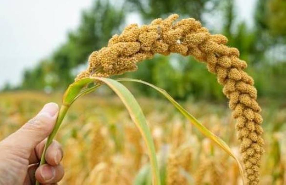 Millet pushed as feedstock to cut livestock production costs
