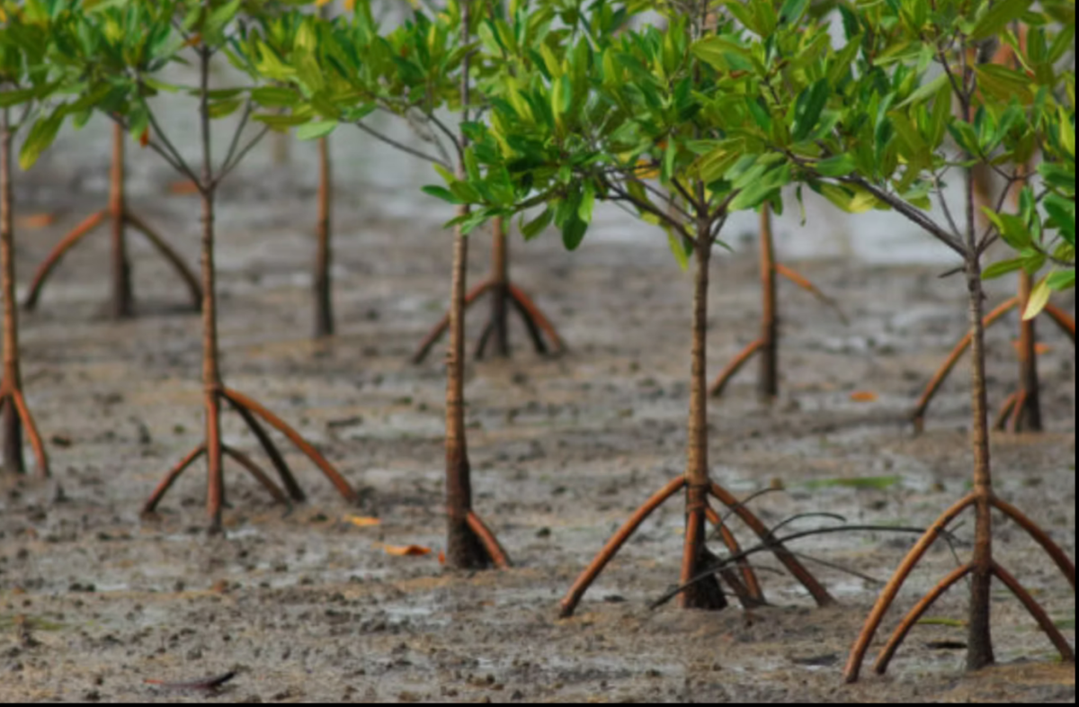THE FUTURE OF MANGROVES The real measure of technological progress will be whether these forests survive, recover and continue protecting the communities and coastlines that depend on them. PHOTO FILE