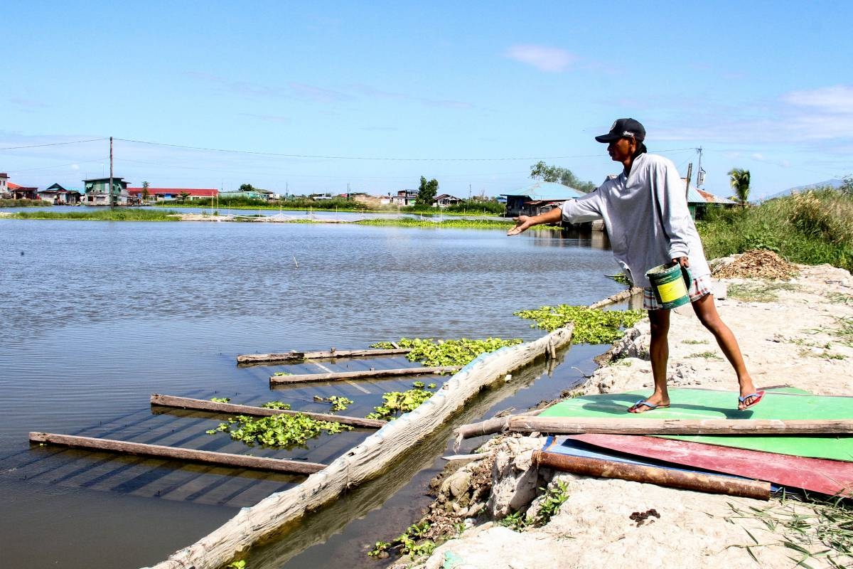 A caretaker feeds fish at a fishpond in Minalin, Pampanga on Sunday, October 18, 2026. PHOTOS BY ISMAEL DE JUAN