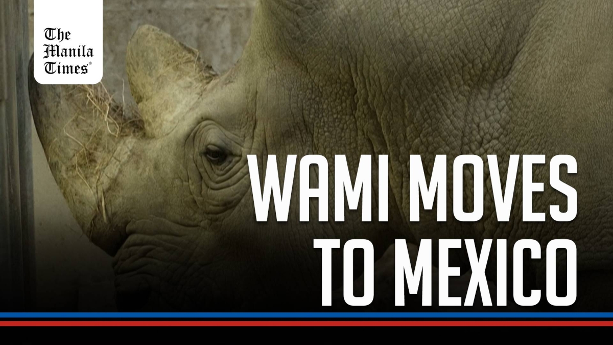 WATCH: Wami, the iconic Paris Zoo rhinoceros, is bound for Mexico