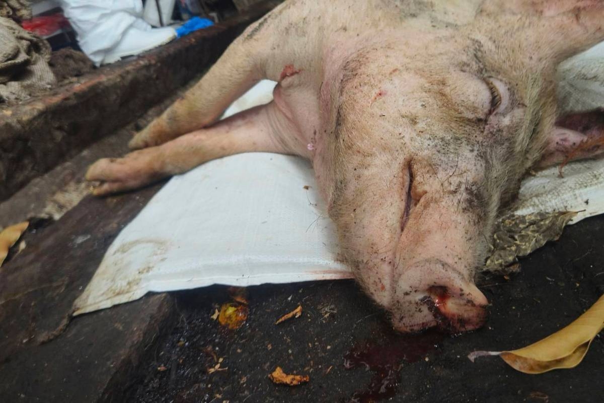 In this photo released by Ministry of Agriculture of Taiwan, a culled pig is seen after reported cases of African swine fever in Taichung, western Taiwan on Oct. 21, 2025. MINISTRY OF AGRICULTURE OF TAIWAN VIA AP