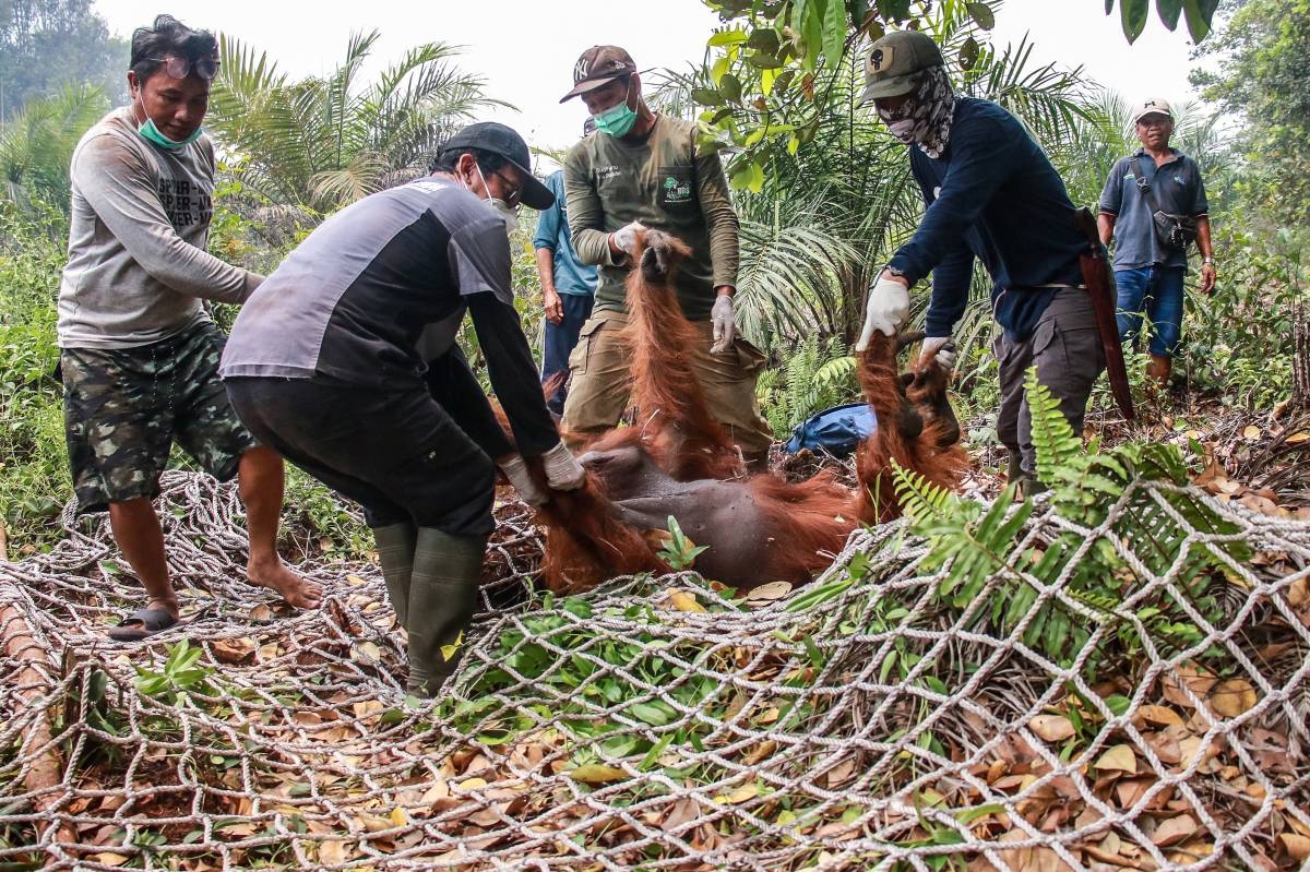 Members of the BKSDA (Natural Resources Conservation Agency), the Borneo Orangutan Survival Foundation (BOSF) and the World Wide Fund for Nature (WWF) Indonesia evacuate a 20-year-old orangutan due to forest and land fire, in Hampangen Village, Katingan Regency, Central Kalimantan, on October 17, 2026. AFP PHOTO