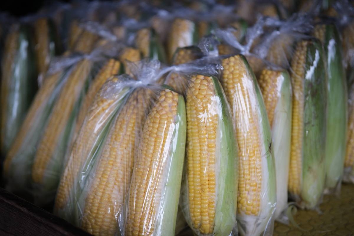 President Marcos Jr. Raises Corn Import Quota to 500,000 Metric Tons
