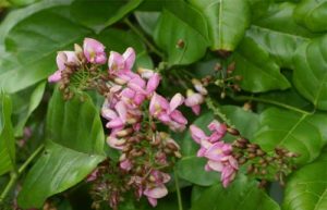 Bani (Milletia pinnata)