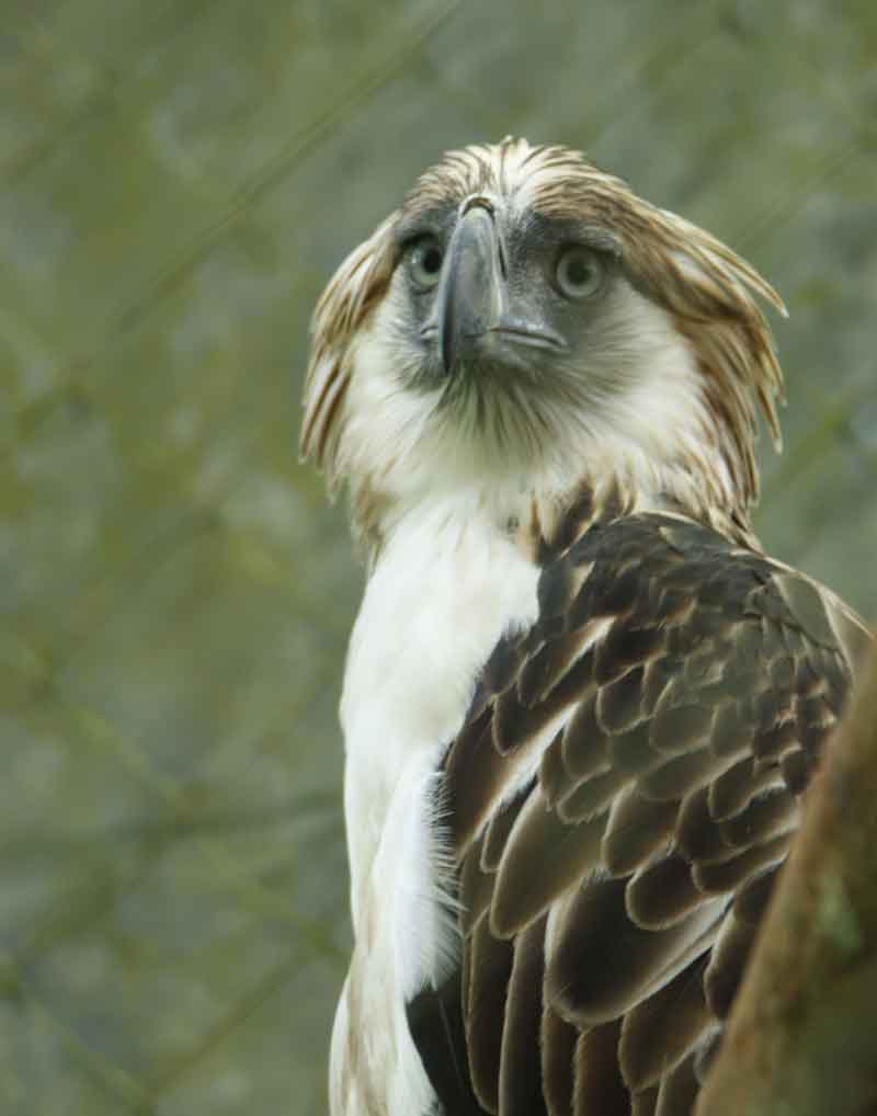 Philippine eagle rescued then freed after rehabilitation in Mt. Apo ...